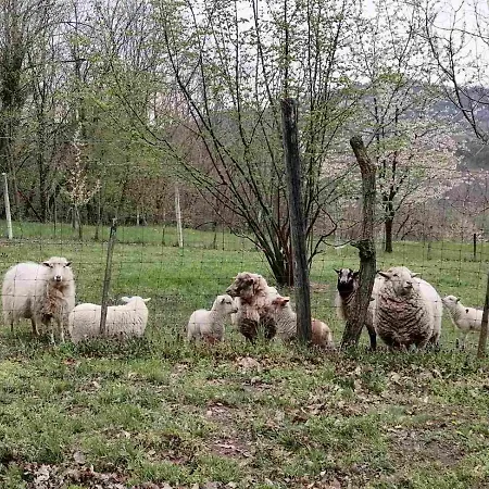 Holiday home Parraghegy Apartman