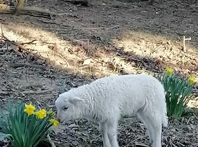 Parraghegy Apartman Ferienhaus Zalaszanto