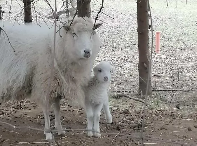 Parraghegy Apartman Zalaszanto